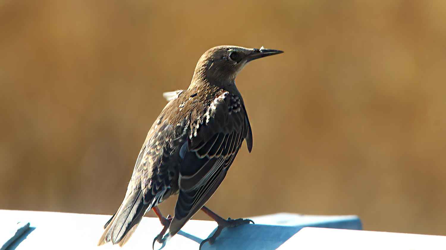 European Starling